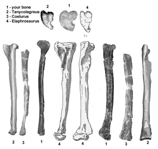 Jurassic dinosaur tibia comparisons